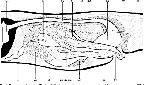 Figure 1 From On The Species Of The Dugesia Gonocephala Group