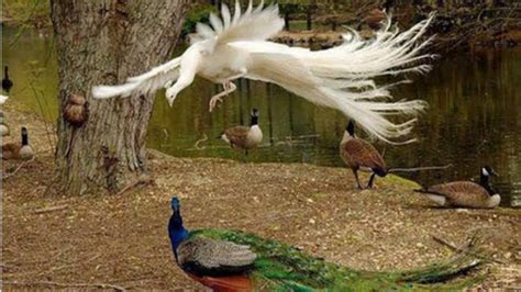 Most Beautiful Peacocks In The World Peacock Flying And Peacock