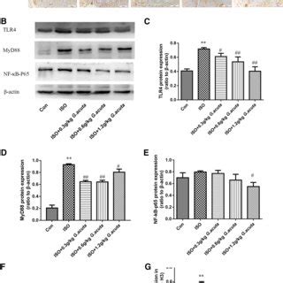 Pre Treatment With G Acuta Decreases ISO Induced ST Segment Elevation