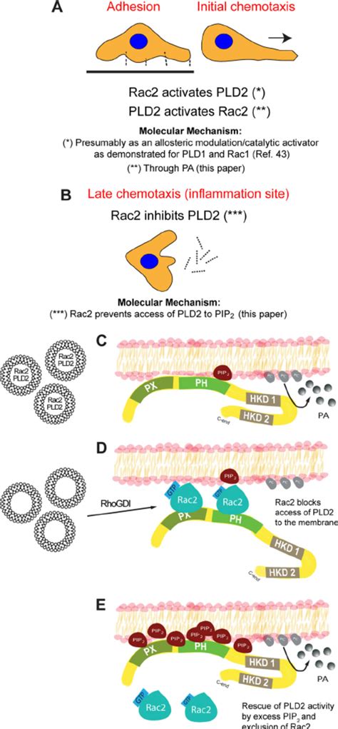 Model That Explains The Mechanism Of The Duality Of Rac2 On PLD2 A