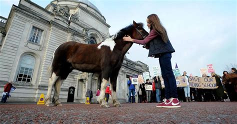 Cardiff Riding School Should Be Given More Time To Improve Finances