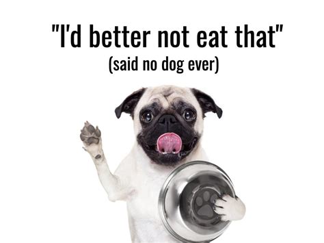 25 Dog Jokes That Are Howlingly Funny | Reader's Digest Canada