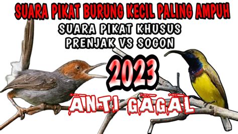 Suara Pikat Burung Kecil Paling Ampuh Suara Burung Pikat Sogon Paling