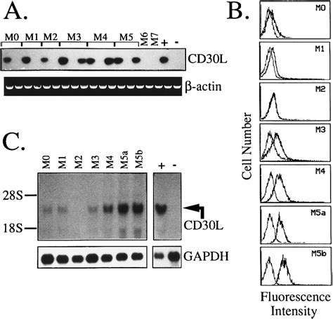 Expression Of Cd30l In Leukemic Cells Of Myeloid Origin As Assessed By