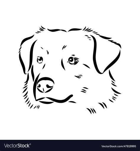 Isolated one single australian shepherd dog head Vector Image