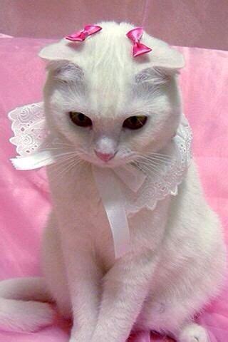 White Cat With Pink Bows White Lace Collar Fancy Cats Pretty Cats