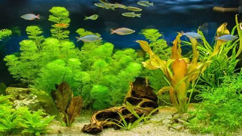 How To Put Aquatic Plants Into Aquarium A Beginner S Guide To Healthy