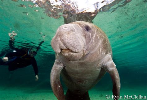 The incredible wildlife that calls Florida's Gulf Coast home