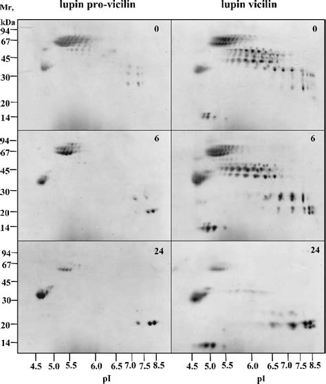 D Electrophoretic Maps Of Lupin Pro Vicilin And Vicilin Incubated