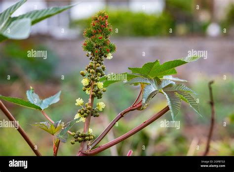 Castor Ricinus Communis Oil Plant Poisonous Plant Medicinal Plant