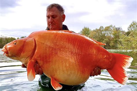 Foto Ikan Mas Ini Jadi Salah Satu Terbesar Di Dunia Beratnya Sampai