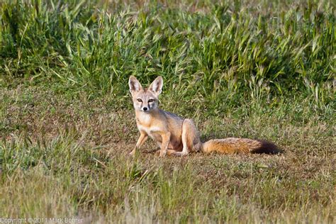 Wildlife on Carrizo Plain, California