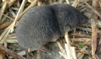 Northern Short-tailed Shrew - Facts & Habitat Information