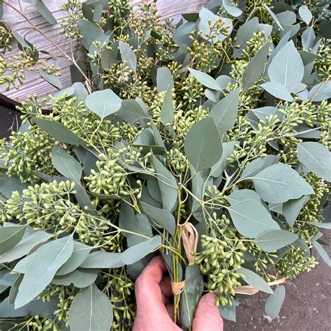 Christmas Greens Eucalyptus Seeded Arts Nursery Ltd