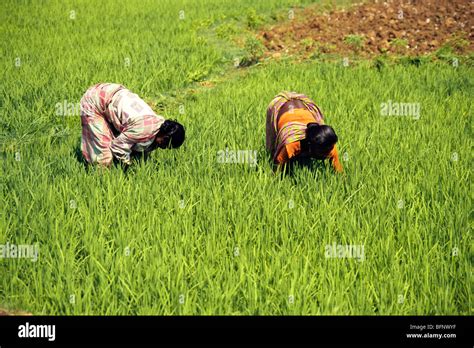 Indian Women Working In Paddy Hi Res Stock Photography And Images Alamy