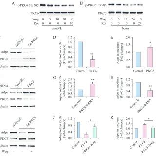 Effect Of Sirt On Wogonin Action A Effect Of Wogonin Wog On Sirt