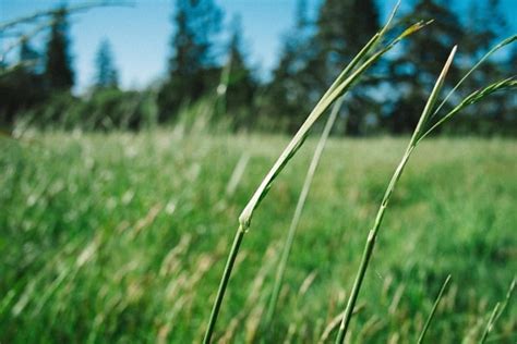 Kostenlose Bild Gras Natur Feld Pflanze Monochrom