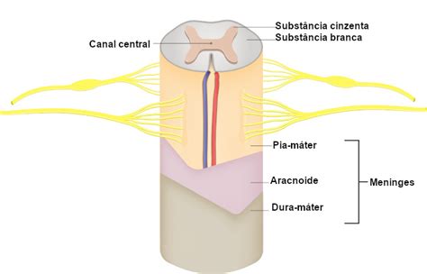 Medula espinhal características funções lesões Mundo Educação