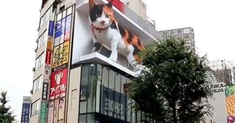 Hyper Realistic Calico Cat Appears On 3d Billboard Outside Shinjuku