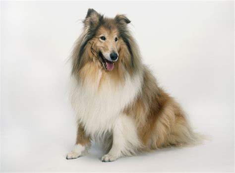 Top Dog Breeds The Year You Were Born - Most Popular Dog Breeds