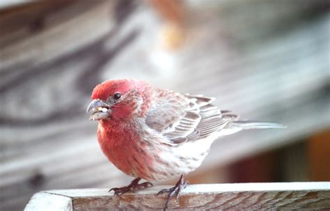 Round The Bend Wild Birds House Finch