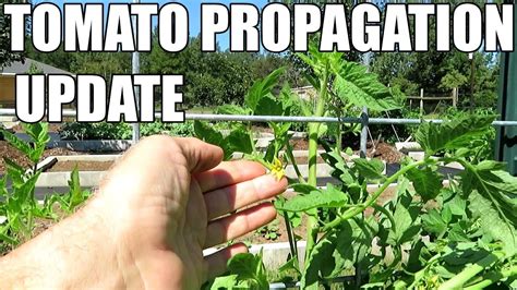 Tomato Propagation Update Youtube