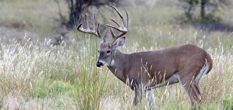 Whitetail Deer Hunting Outfitters Alberta Canada Hunt Rogue Alberta