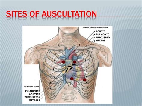 Percussion And Auscultation Of Cardiovascular System With Heart Sound