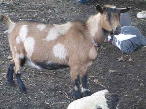 Nigerian Dwarf Color