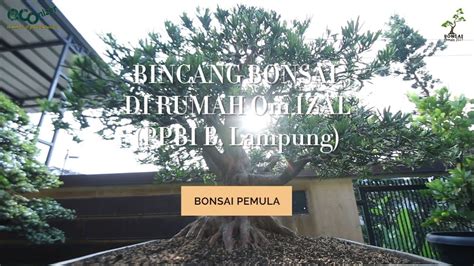 Ngobrolin Penjurian Bonsai Dan Koleksi Bonsai Lohansung Super Om Izal