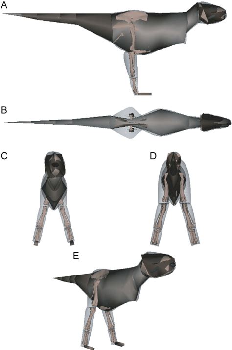 Original Tyrannosaurus Mass Set Model 1 In Right Lateral A Dorsal Download Scientific