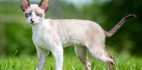 7 Hairless Cat Breeds Interesting Facts And Details Petspaa