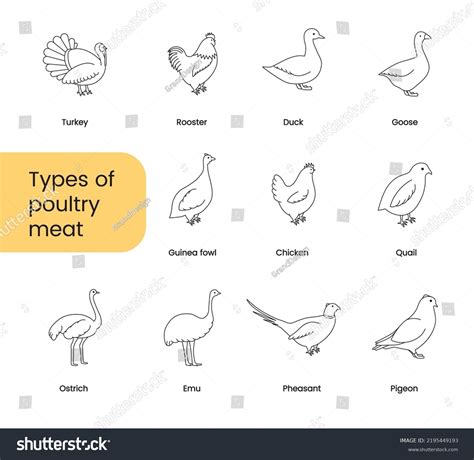 Types Poultry Meat Set Linear Icons Stock Vector (Royalty Free ...