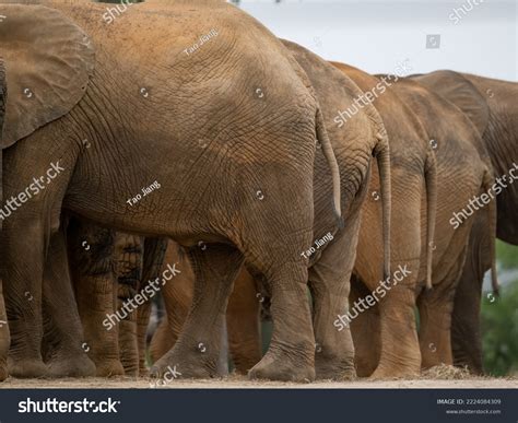 Asian Elephants Ass Closed Stock Photo 2224084309 Shutterstock