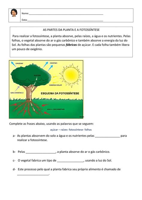 As Partes Da Planta E A Fotossíntese Worksheet Teachers School Subjects Workbook