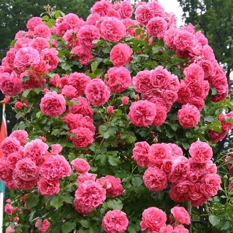 Kletterrose Rosarium Uetersen In Rosa Kletter Rose Winterhart