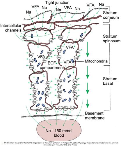 Exam 2 7 Foregut And Hindgut Fermentation Flashcards Quizlet