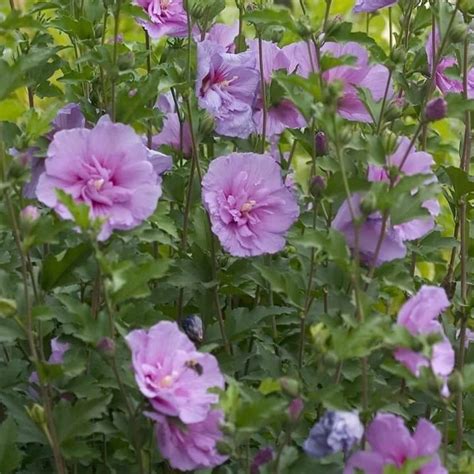 Rose Of Sharon How To Grow And Care For Hibiscus Syriacus