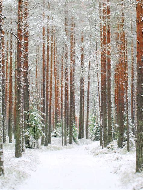 forest beauty by KariLiimatainen on DeviantArt