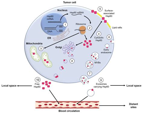 Diagram Representing The Hsp60 Secreting Mechanism Hsp60 Pink