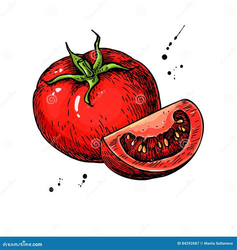 Tomato Vector Drawing Isolated Tomato And Sliced Piece Stock Vector