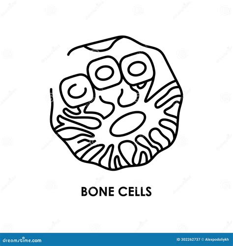 Bone Cell Differentiation Activation Diagram Royalty-Free Cartoon