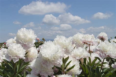 15 Beautiful Varieties of Peony