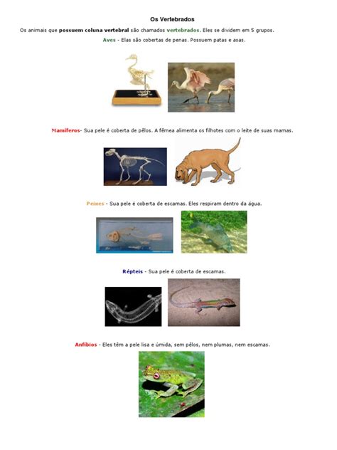 Animais Vertebrados e Invertebrados | PDF