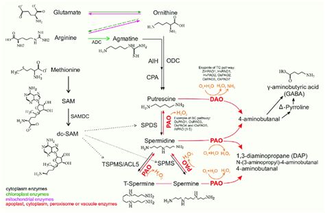 Polyamine Biosynthesis In Plants Adc Arginine Decarboxylase Aih