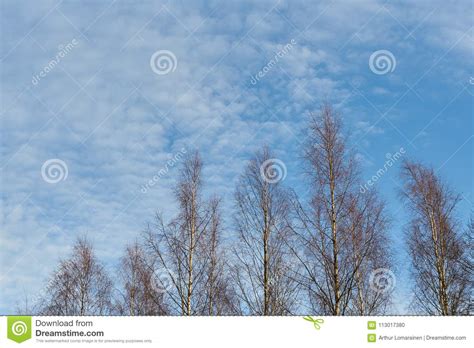 Birch Trees And Cloudy Blue Sky Stock Photo Image Of Blue Clouds