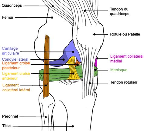 Blog 75 Infos Santé Sport Et Santé Entorse Du Genou