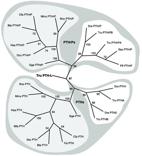 Phylogenetic Tree Showing Divergence Of The PTH L PTH And PTHrP