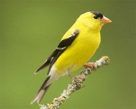 American Goldfinch Facts Habitat Diet Life Cycle Pictures