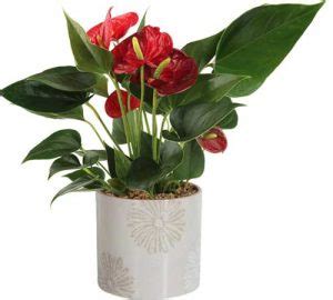 7 Types Of Anthuriums To Grow As Houseplants Gardeners Path